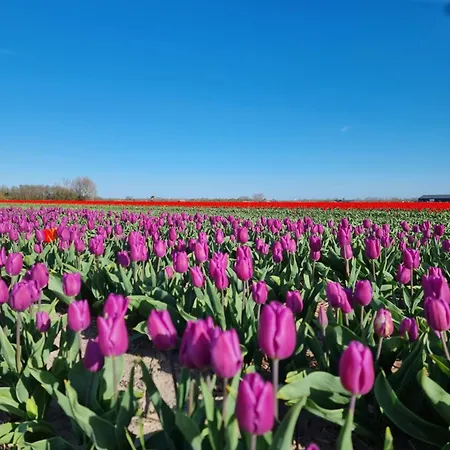 Thuis In Egmond 001 Apartment *