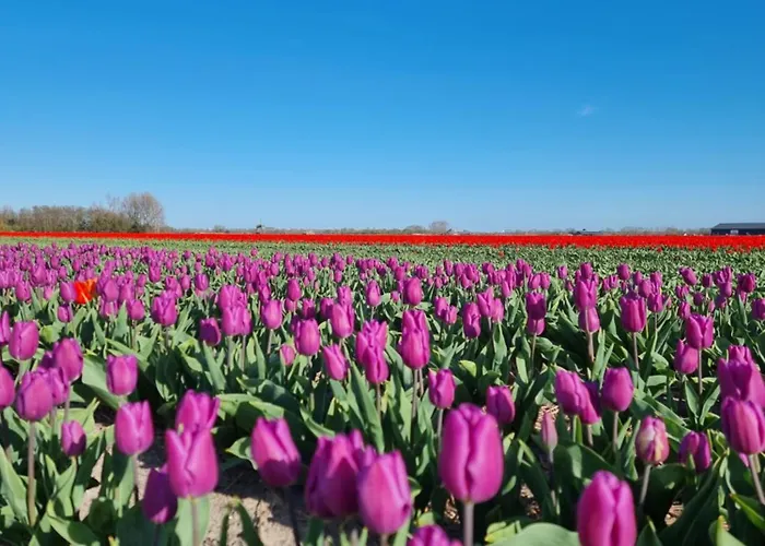 Thuis In Egmond 001 شقة *